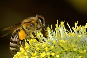 la nature et les abeilles